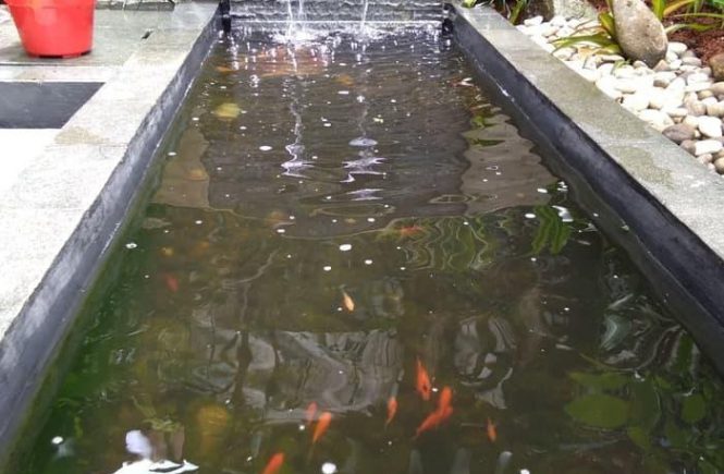Jual Jasa pemasangan kolam ikan / Kolam ikan hias - Kab. Bogor - Plaza  tanaman | Tokopedia